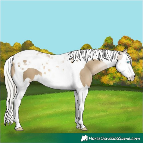 Horse Color:Silver Smoky Black Pearl Splash Tobiano 
