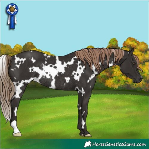 Horse Color:White Spotted Liver Chestnut Rabicano 