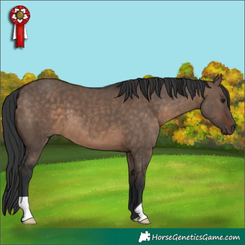 Horse Color:Brown Dun 