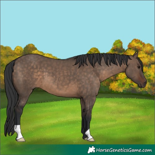 Horse Color:Brown Dun 