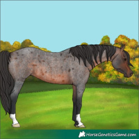 Horse Color:Brown Roan 