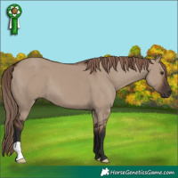 Horse Color:Liver Red Dun