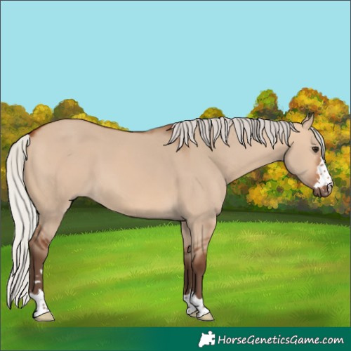 Horse Color:Silver Bay Dun 