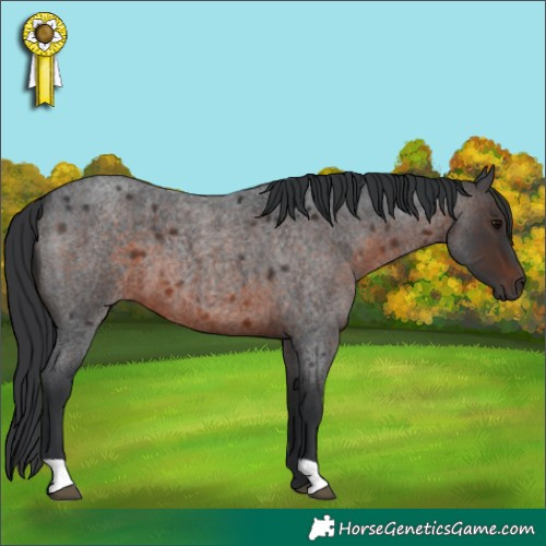Horse Color:Brown Roan 