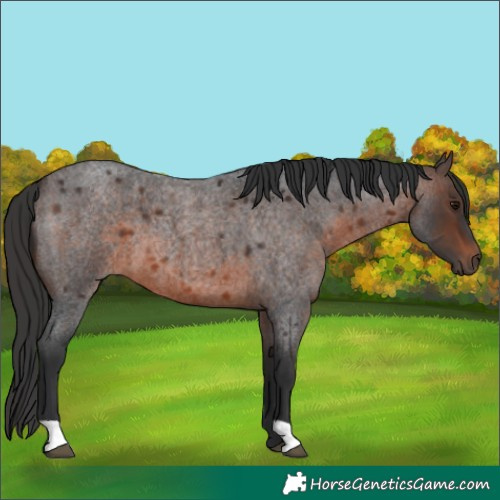 Horse Color:Brown Roan 