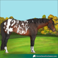 Horse Color:Brown Appaloosa Rabicano