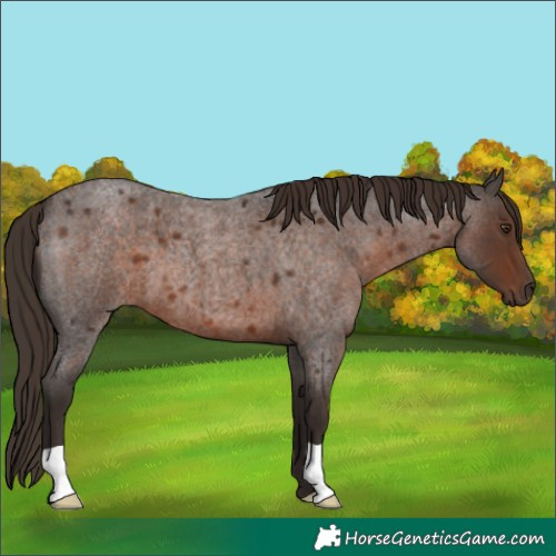 Horse Color:Liver Red Roan 