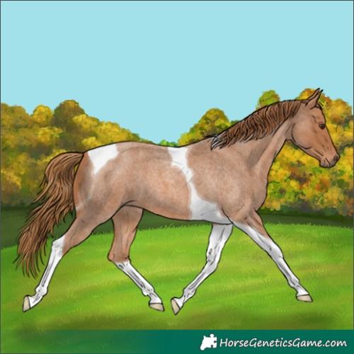 Horse Color:Red Roan Tobiano 