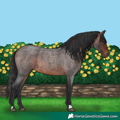 Horse Color:Brown Roan 