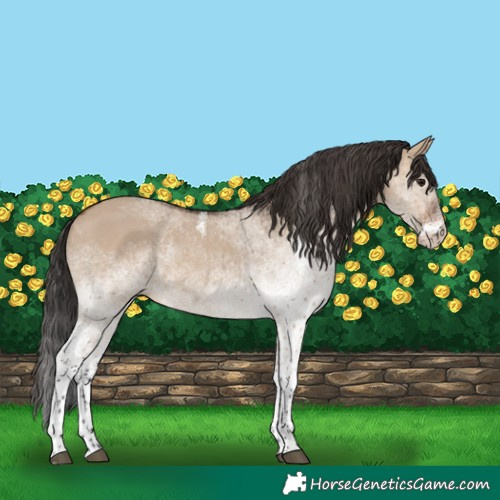 Horse Color:White Spotted Brown Dun 