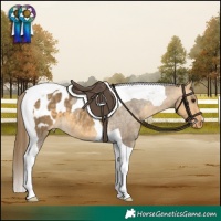 Horse Color:Buckskin Dun Tobiano Appaloosa