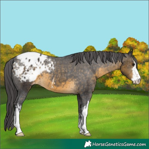 Horse Color:White Spotted Buckskin Appaloosa 