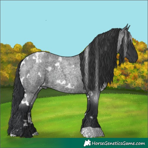 Horse Color:White Spotted Blue Roan 