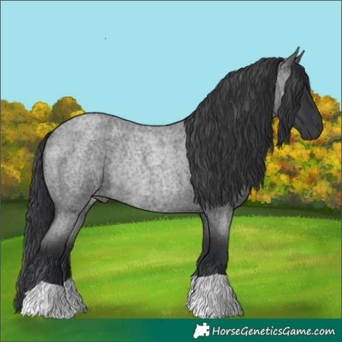 Horse Color:Blue Roan Rabicano
