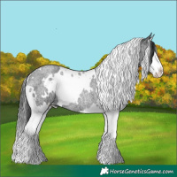 Horse Color:White Spotted Blue Roan Splash Rabicano