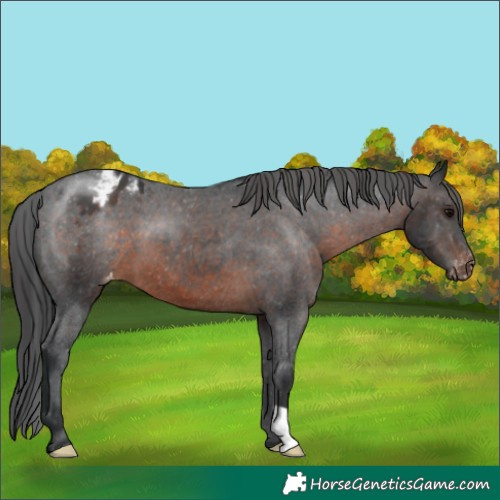 Horse Color:Brown Varnish 