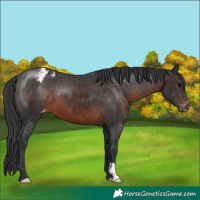 Horse Color:Brown Appaloosa