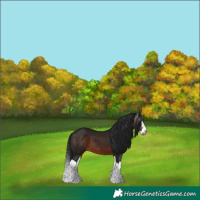 Horse Color:Gray Bay Splash 