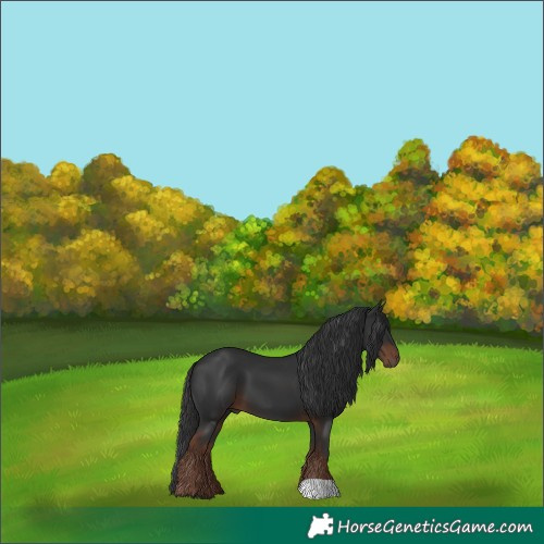 Horse Color:Liver Chestnut 