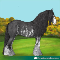 Horse Color:Smoky Black Chinchilla Ice Sabino 