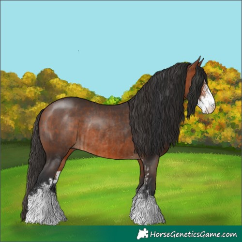 Horse Color:Bay Sabino and Bay Sabino Rabicano