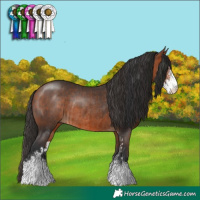 Horse Color:Bay Sabino and Bay Sabino Rabicano