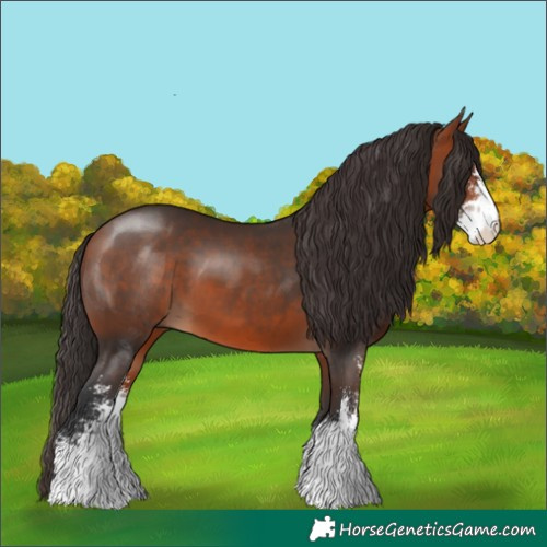 Horse Color:Bay Sabino 
