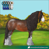 Horse Color:Bay Sabino 
