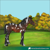Horse Color:White Spotted Brown 