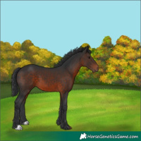 Horse Color:Brown 