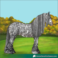 Horse Color:White Spotted Brown Appaloosa 