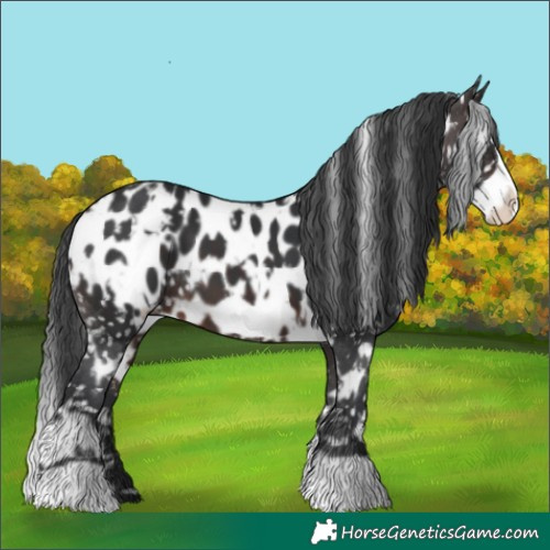 Horse Color:White Spotted Brown Frame Appaloosa 