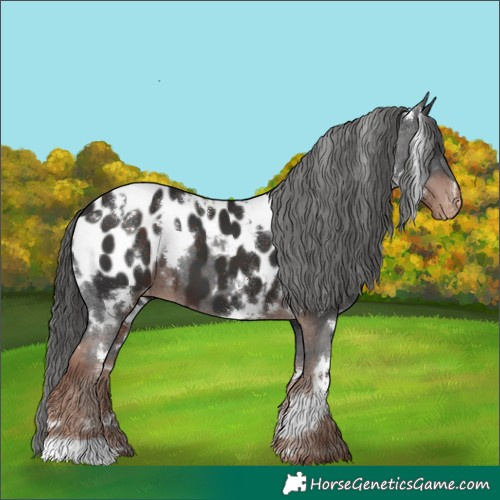Horse Color:White Spotted Liver Chestnut Appaloosa 