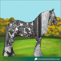 Horse Color:White Spotted Brown Appaloosa