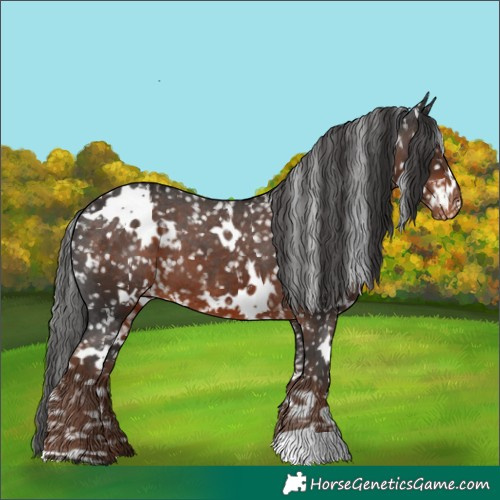 Horse Color:White Spotted Liver Chestnut Appaloosa 