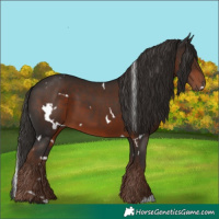 Horse Color:White Spotted Liver Chestnut