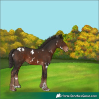 Horse Color:White Spotted Liver Chestnut Appaloosa 
