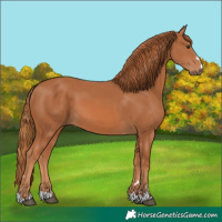 Horse Color:Chestnut 