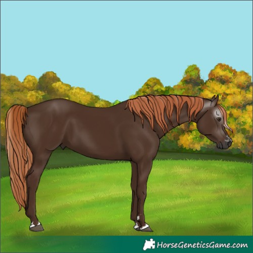Horse Color:Gray Chestnut 