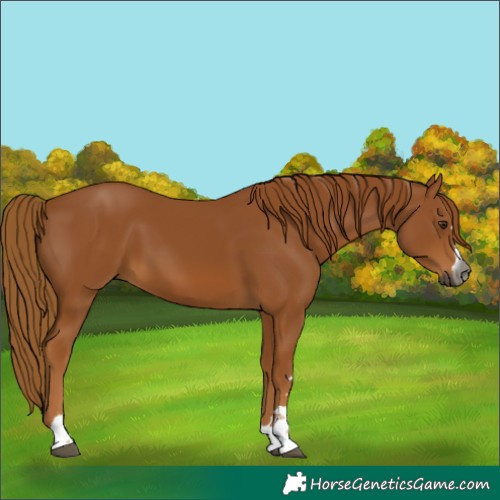 Horse Color:Gray Chestnut