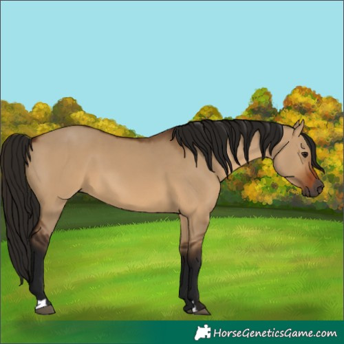 Horse Color:Gray Bay Dun
