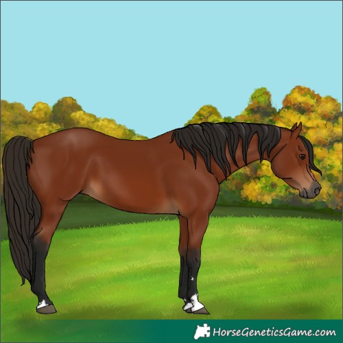 Horse Color:Gray Bay