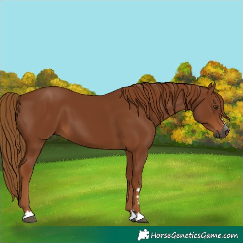 Horse Color:Gray Chestnut