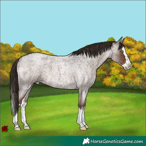 Horse Color:Liver Red Roan Splash 