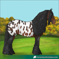 Horse Color:Brown Appaloosa 