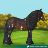 Horse Color:White Spotted Brown 