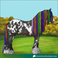 Horse Color:Painted White Spotted Brown Blanket