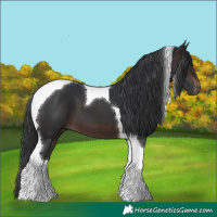 Horse Color:Brown Tobiano 