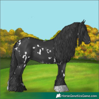 Horse Color:White Spotted Black 