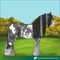Horse Color:White Spotted Brown Sabino 